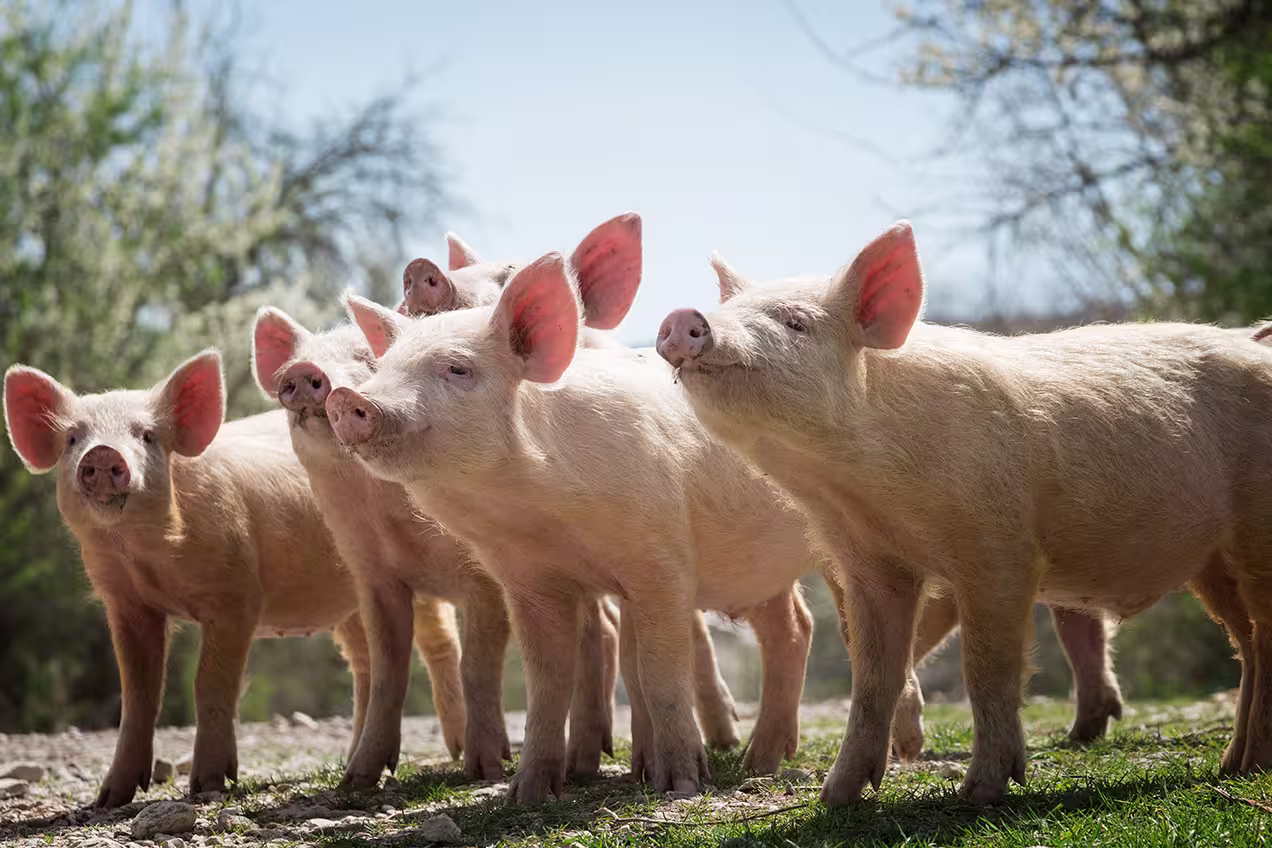 a-group-of-pigs