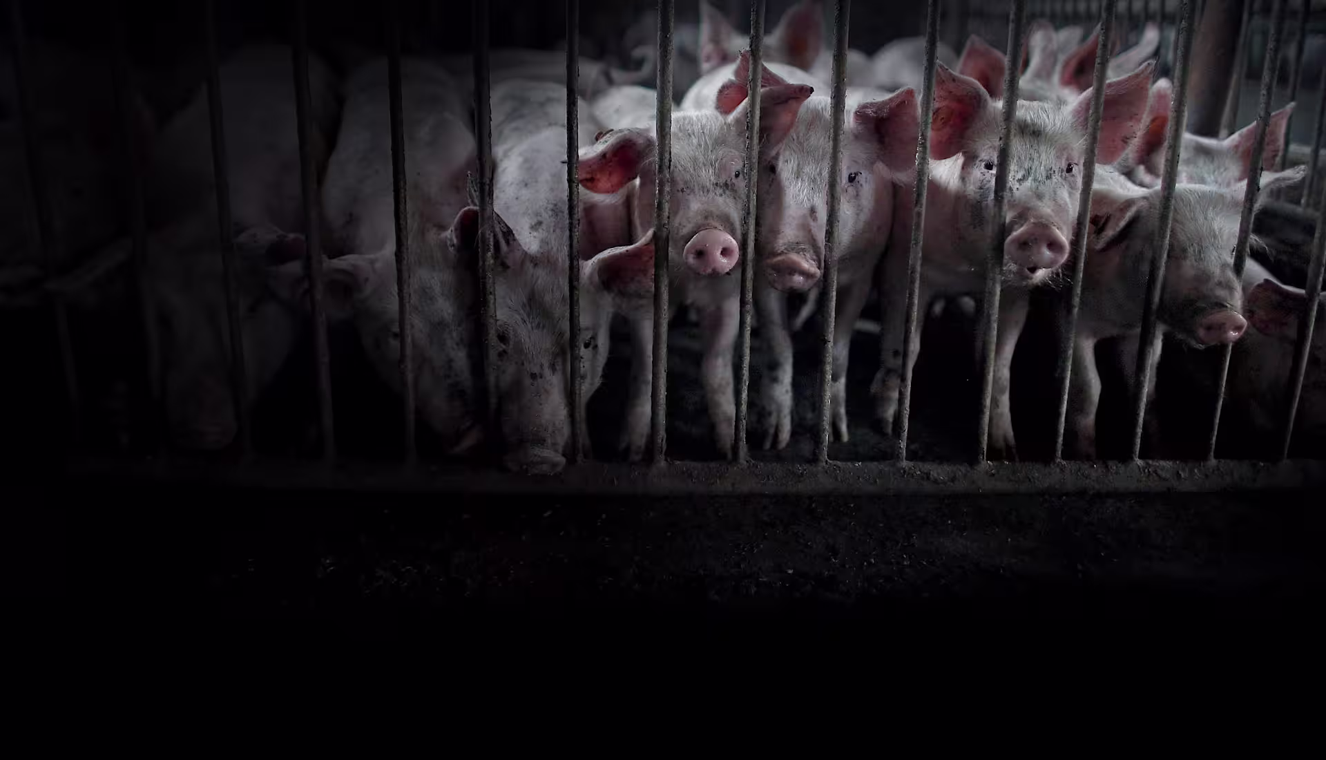 sad-piglet-group-behind-bars-andrewskowron-dark-vignette