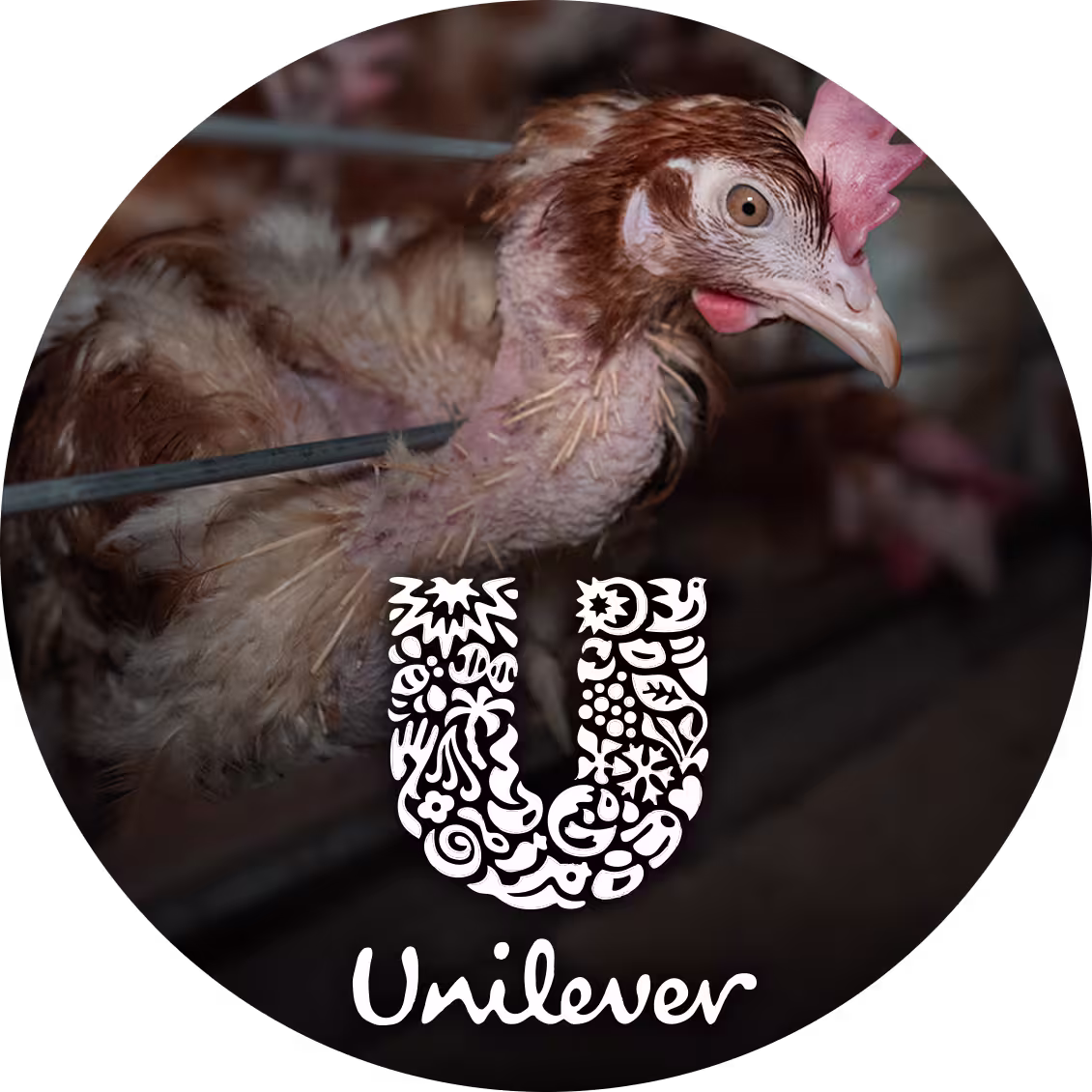 26-owa-campaigns-unilever-launch-images-square-unilever-original