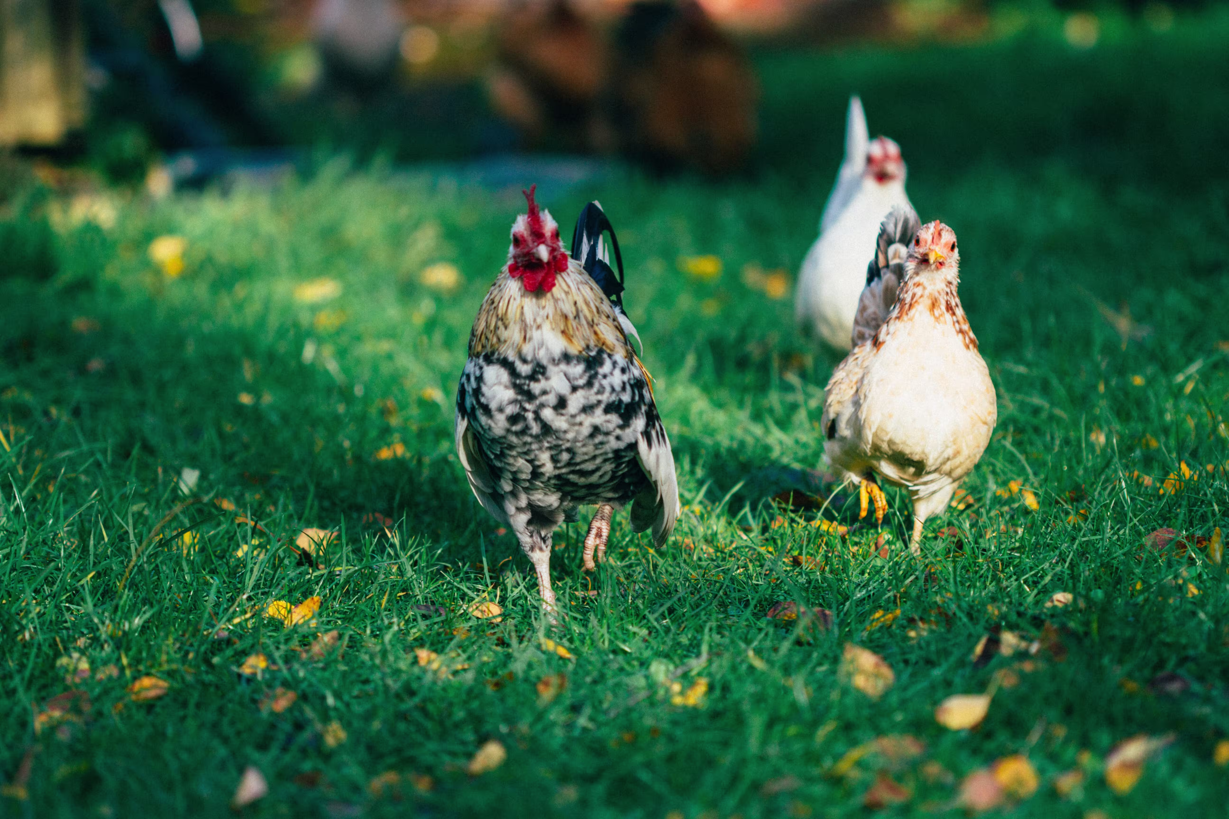 Three chickens in grass hero