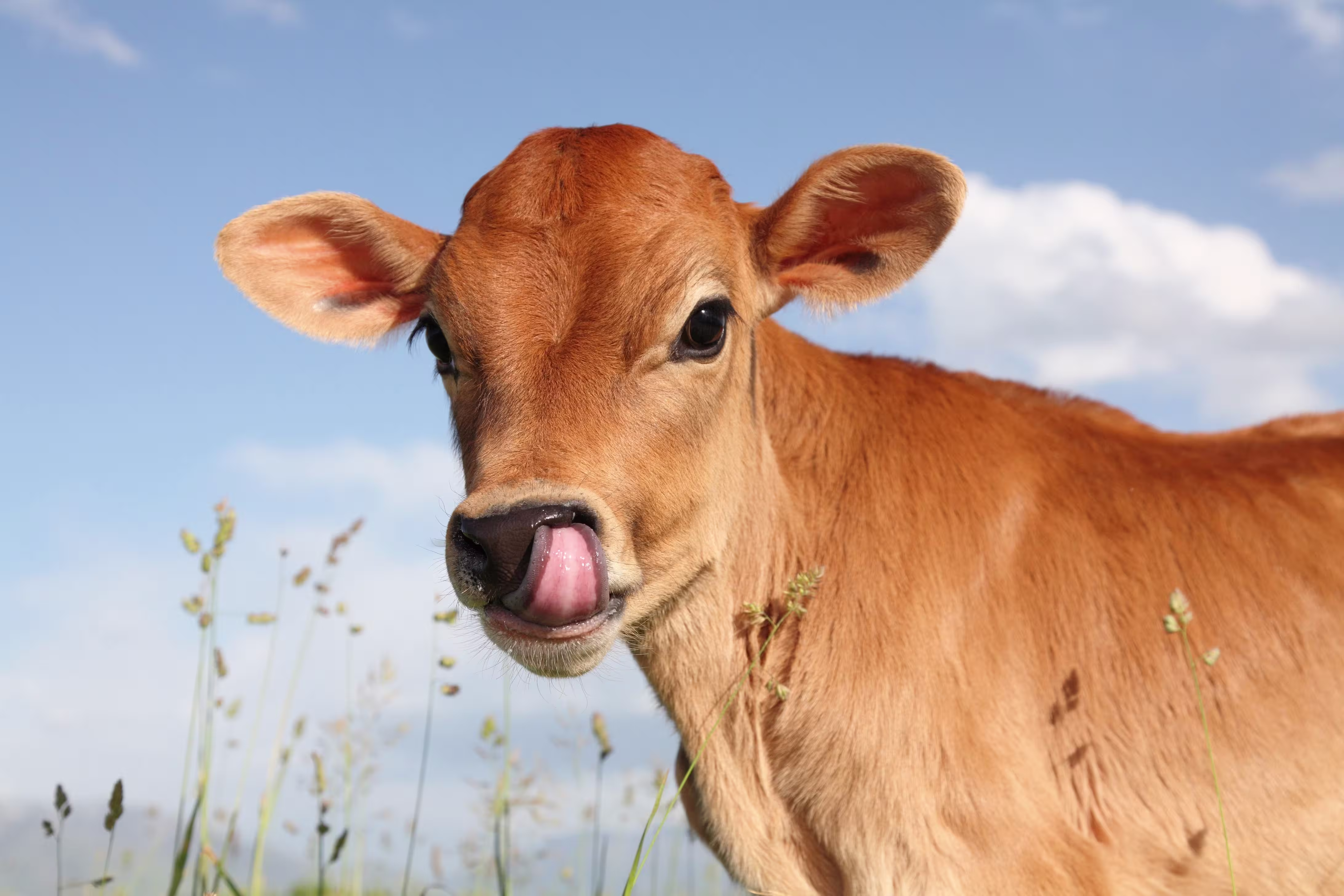 Happy cow enjoying the outdoors