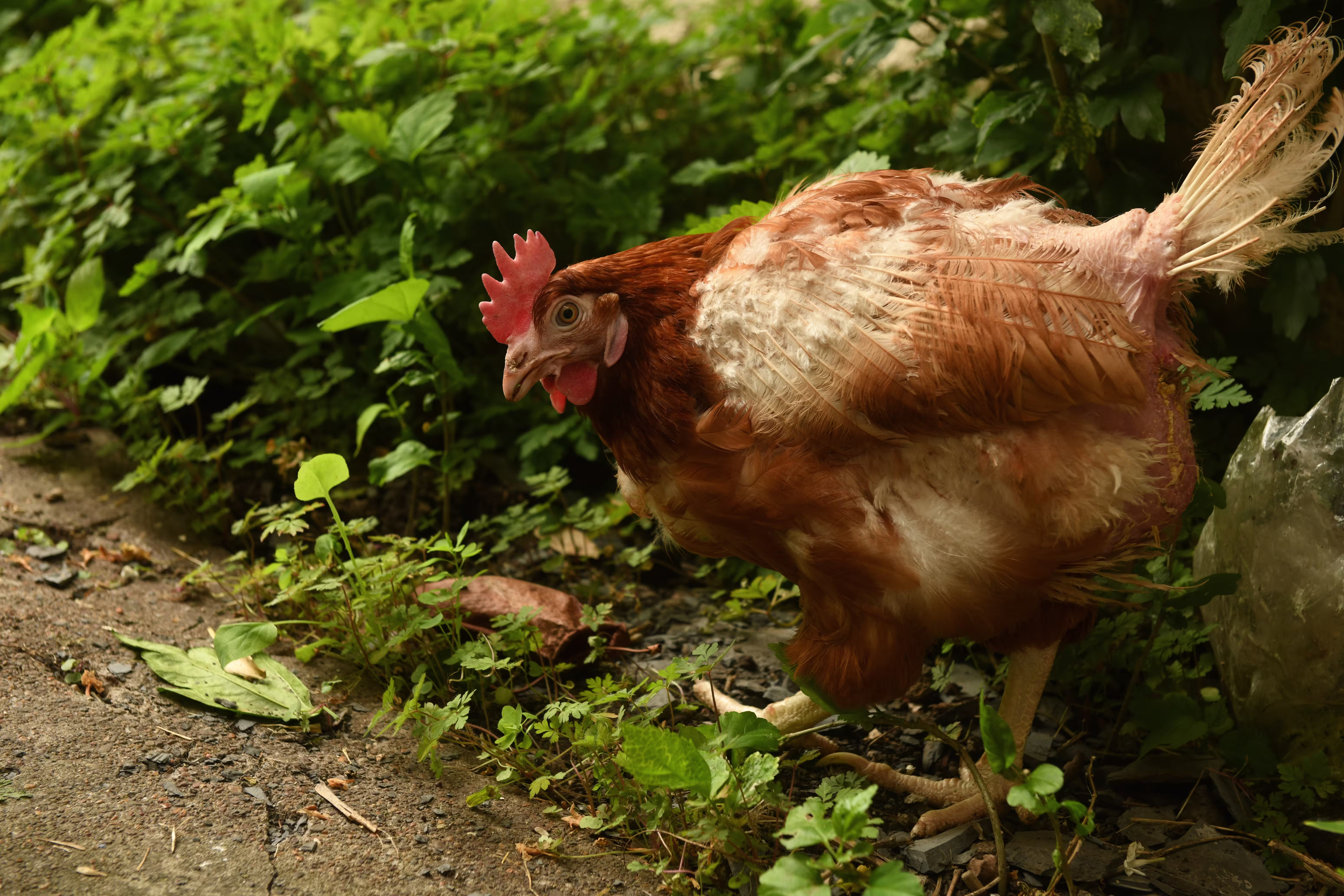 Beatrice the rescue hen in a garden foraging.