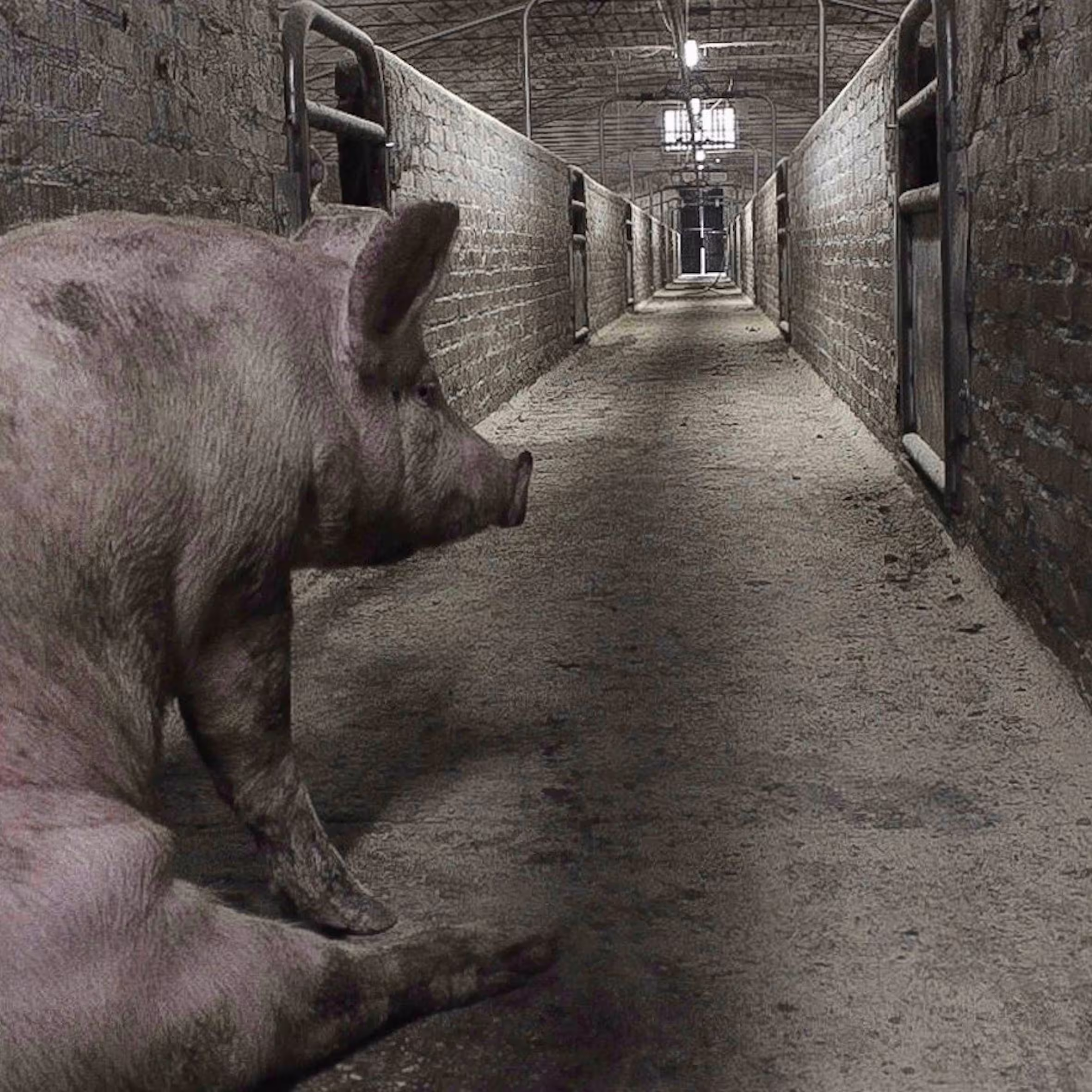 Pig on Factory Farm Image
