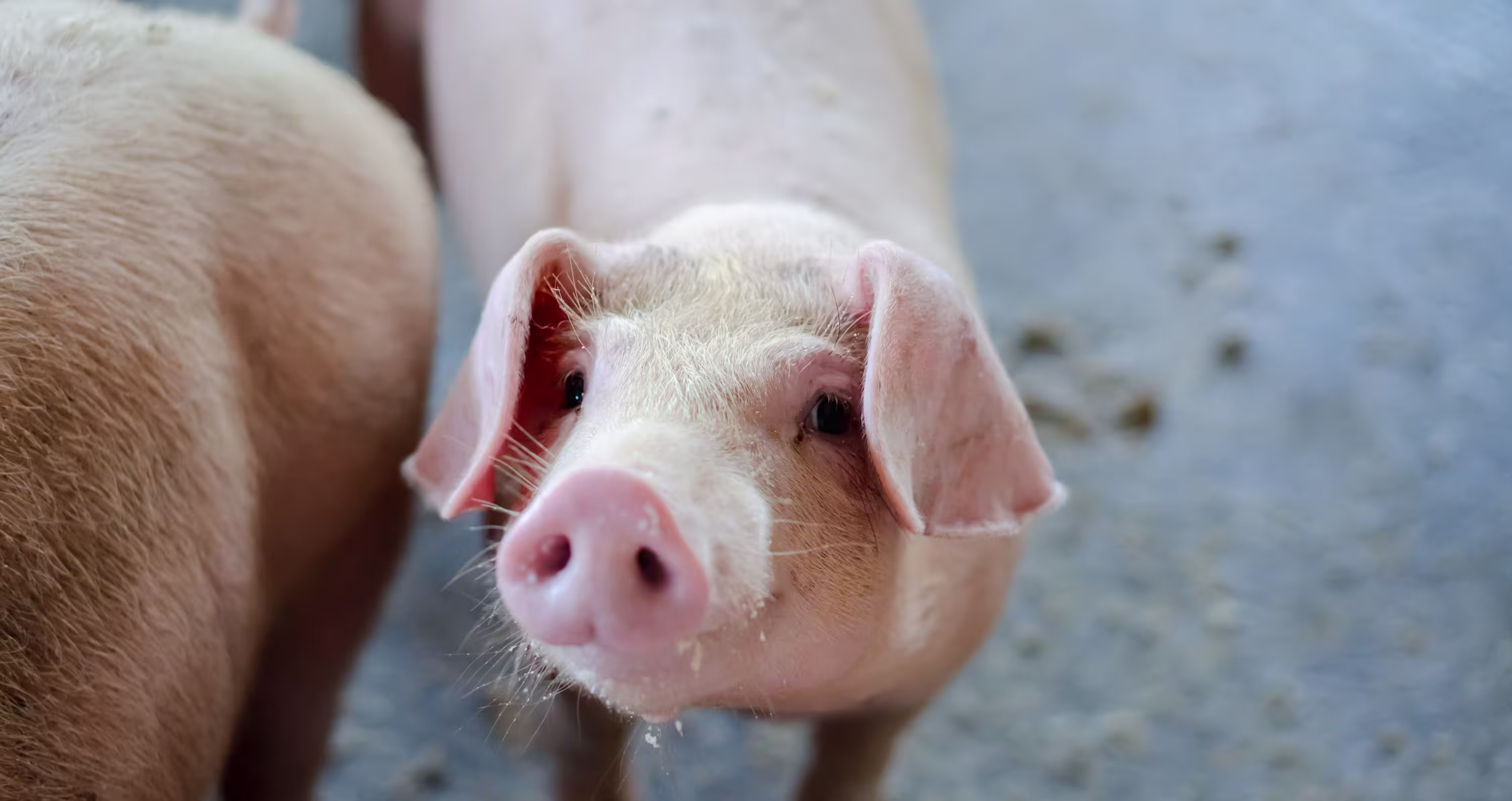 An adorable pink pig gazes up at the camera.