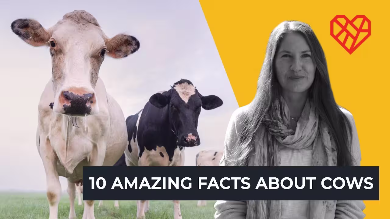 2 cows in a field with overlaid text: 10 amazing facts about cows
