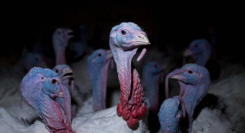 A group of turkeys huddled close together in an ominous barn