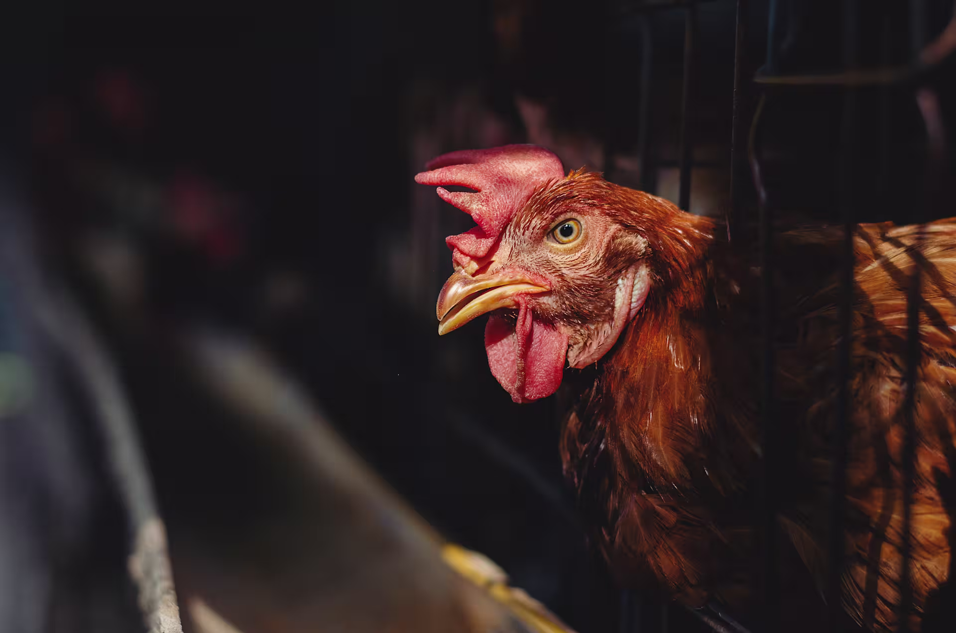 shutterstock 1199236519 Hen in cage