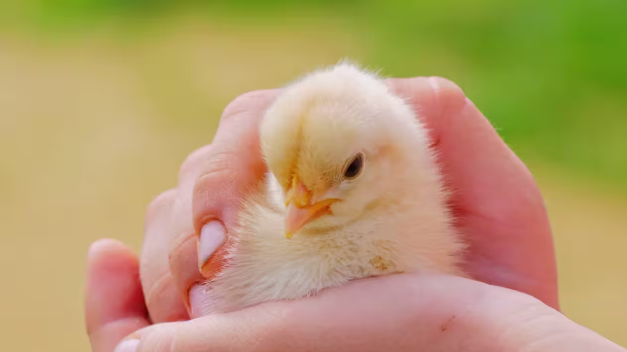 Thanks to in-ovo image