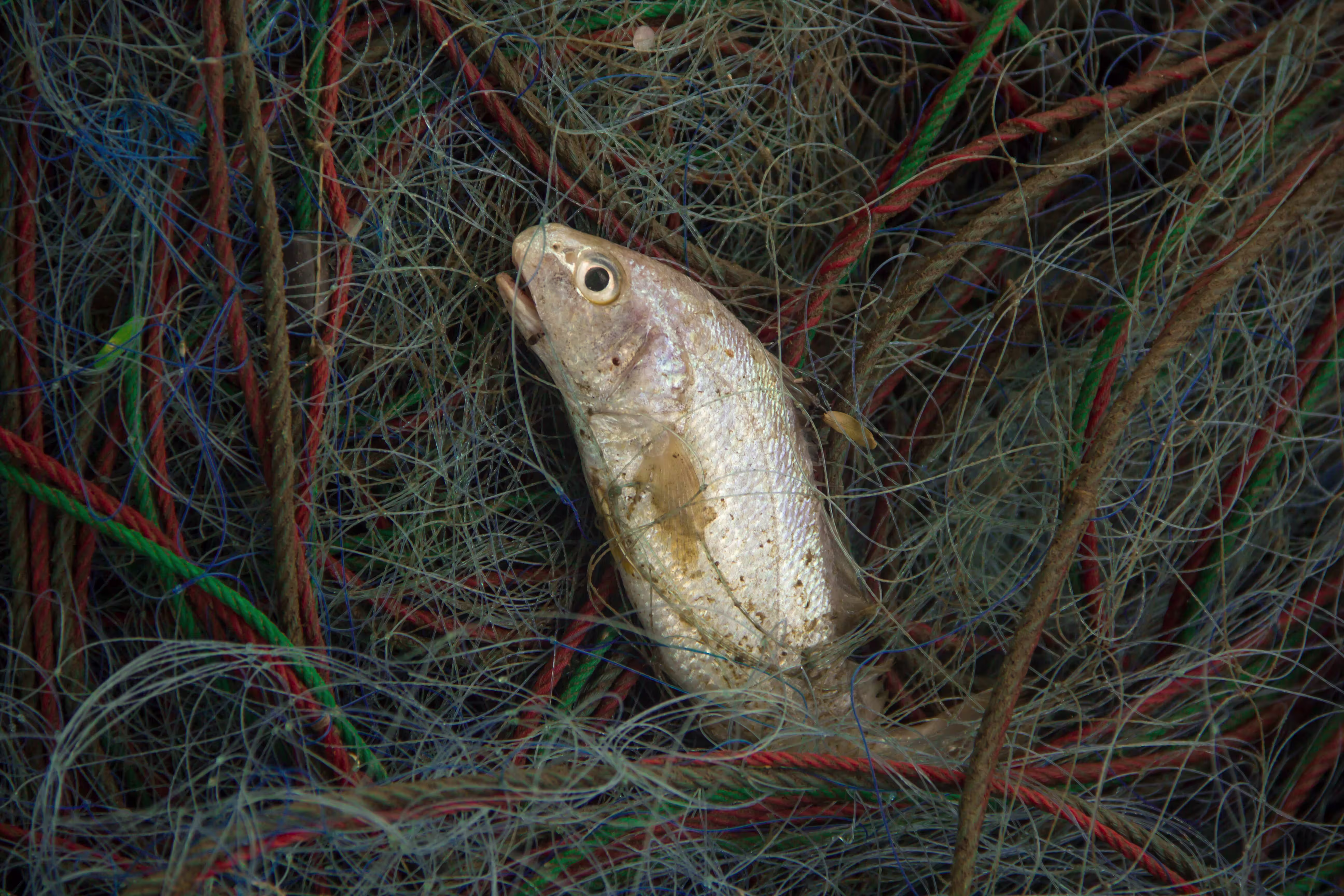 Fish tangled in a net