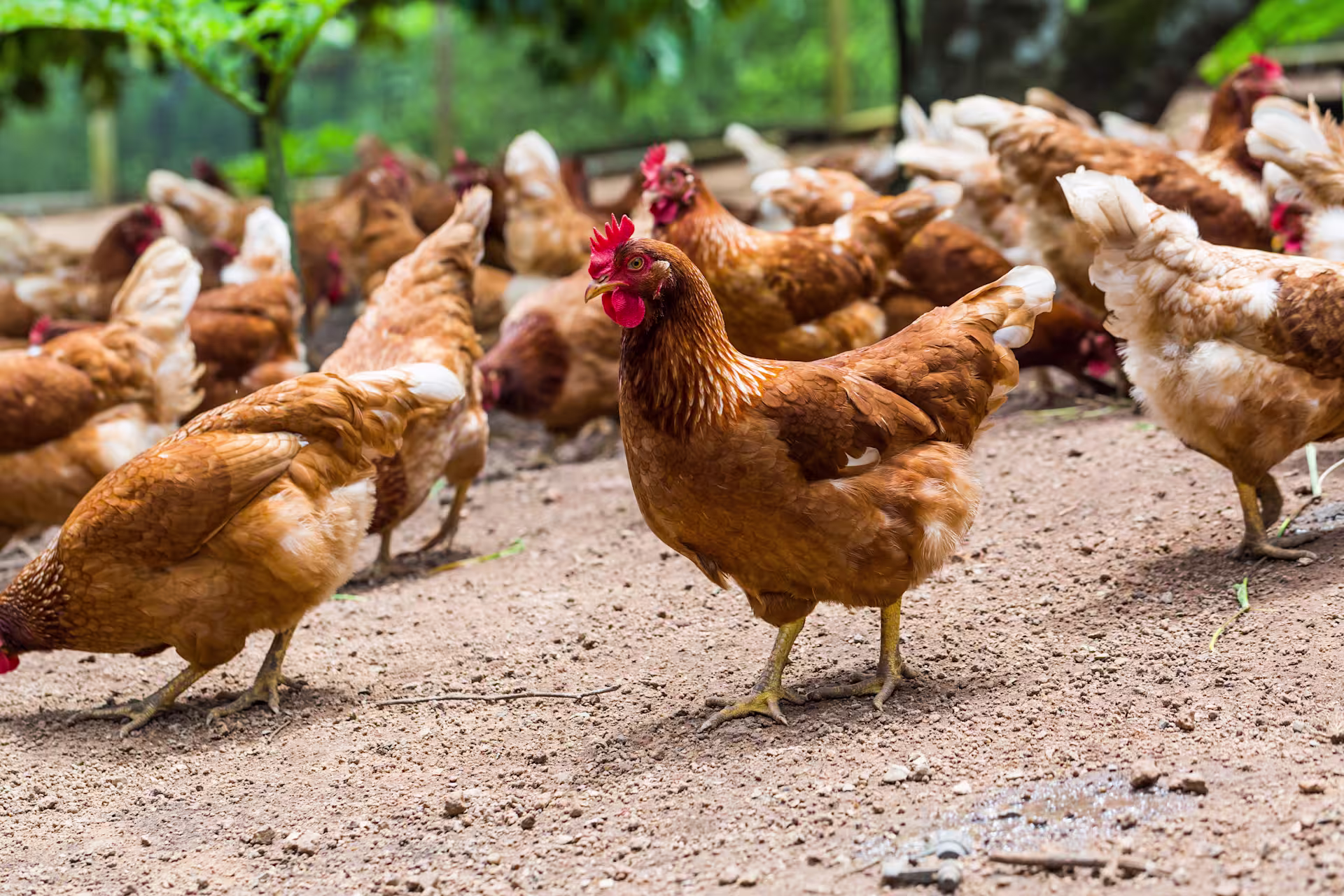 Chickens