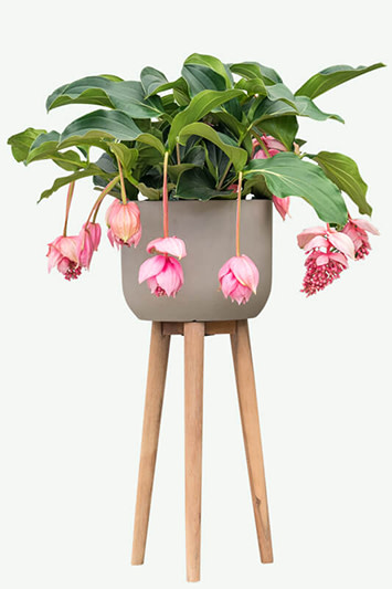 Quelles plantes et bacs à plantes conviennent?