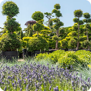 Taxus baccata