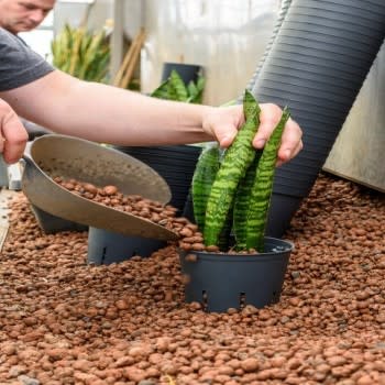 Import and production of plants
