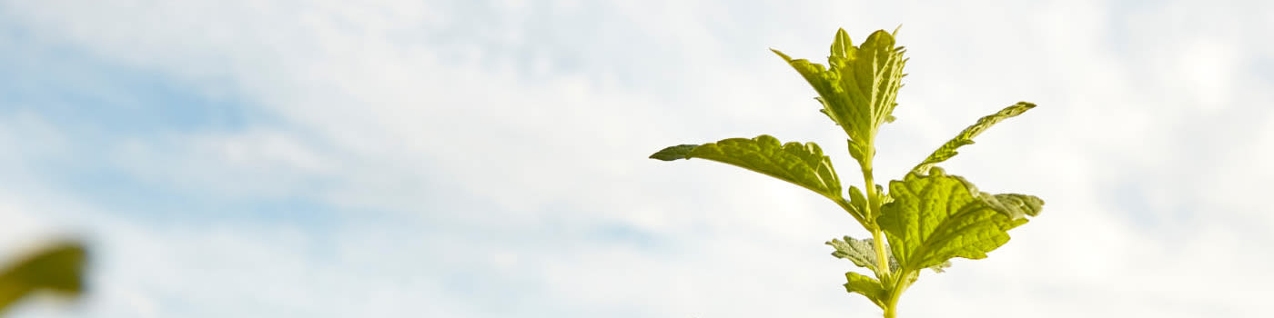 A close-up shot of botanicals against a cloudy sky