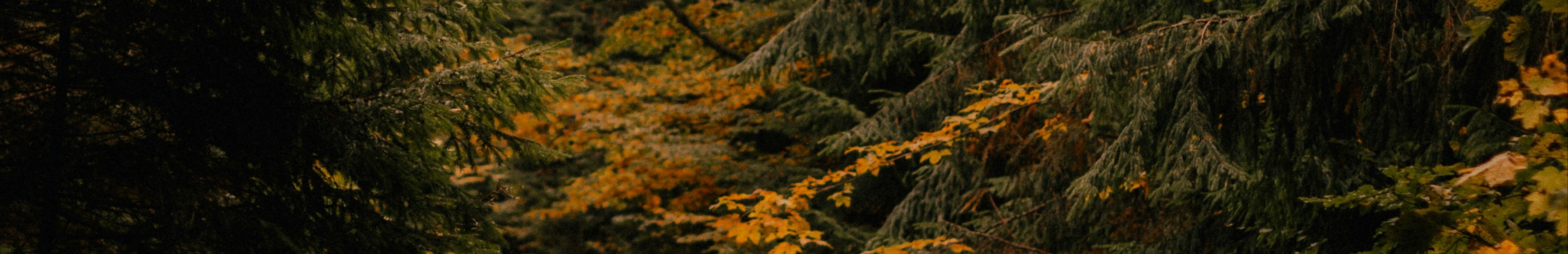 Arbres en automne.