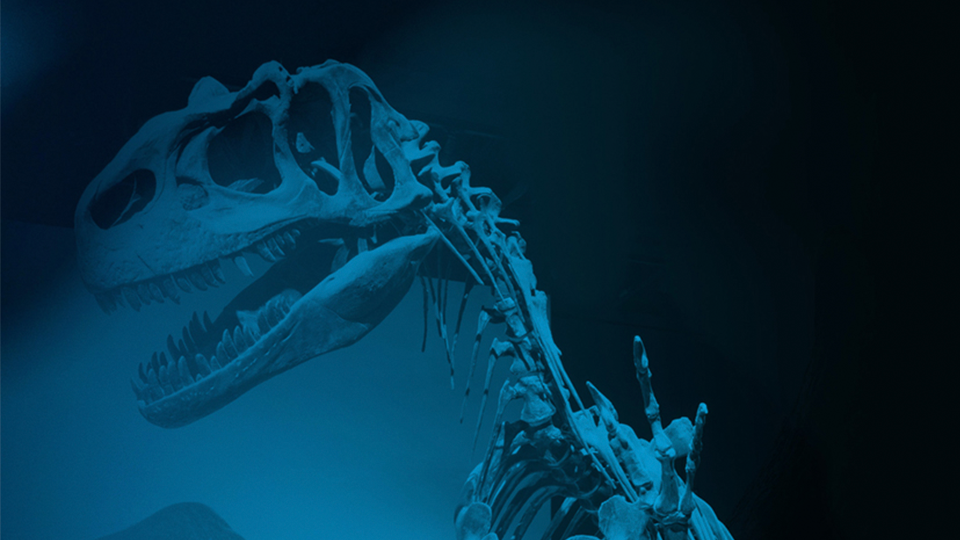 Allosaurus skeleton in the Dinosaurs & Fossills gallery