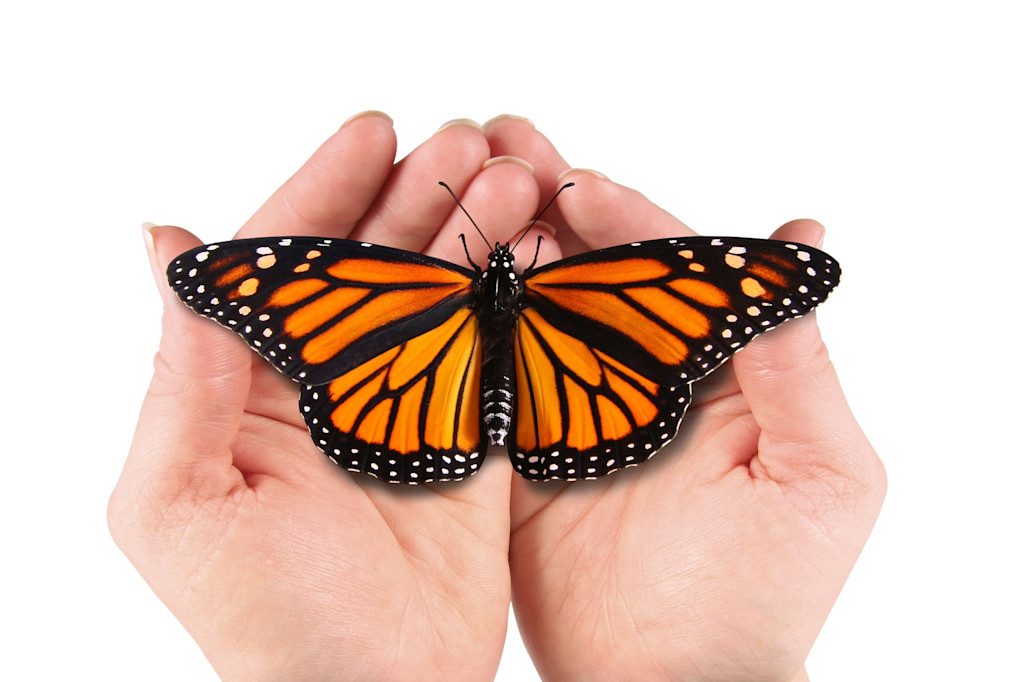 Metafoor voor het Transitieteam