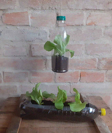 S02 Home grown in a bottle