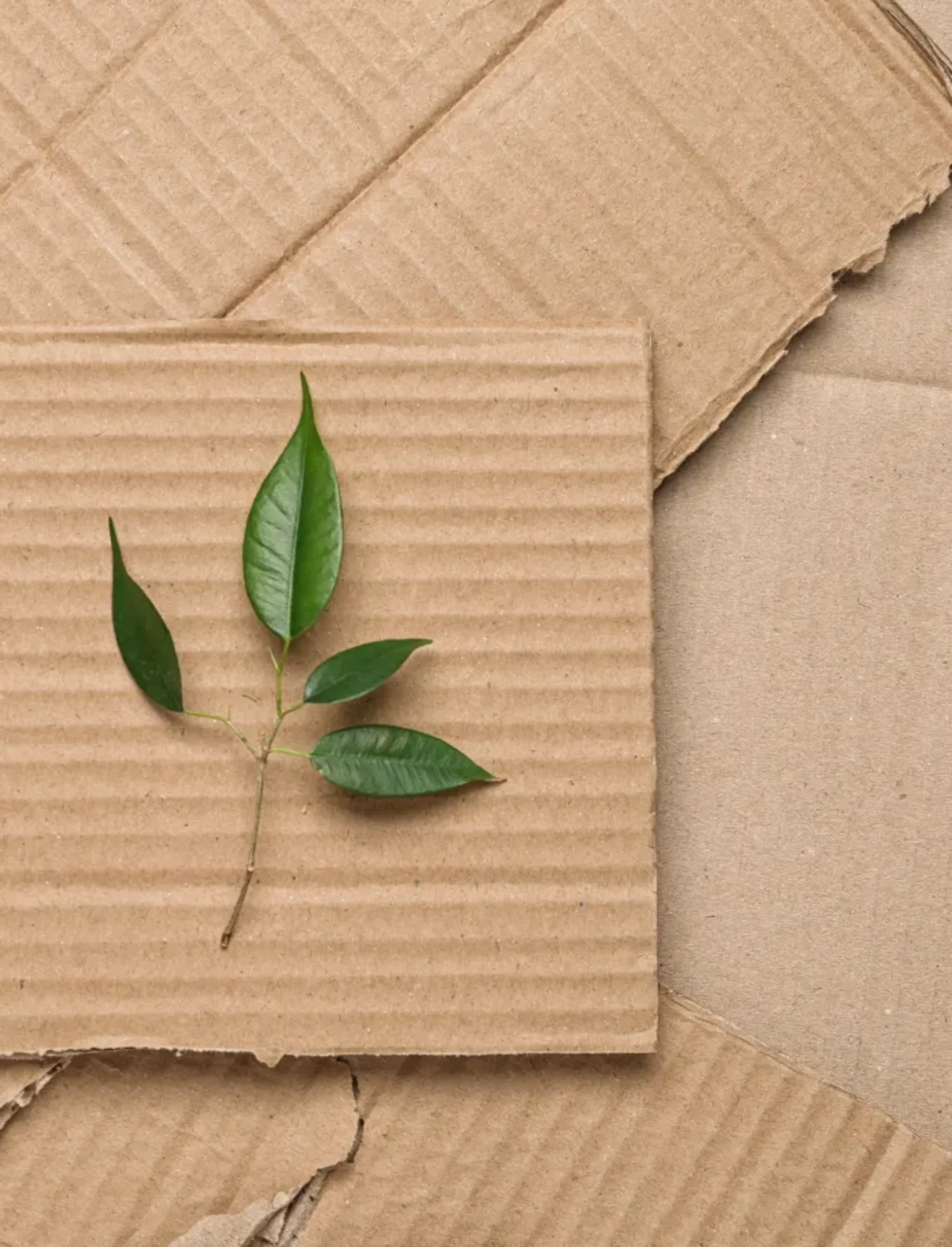 Sustainability > Rethinking our product packaging