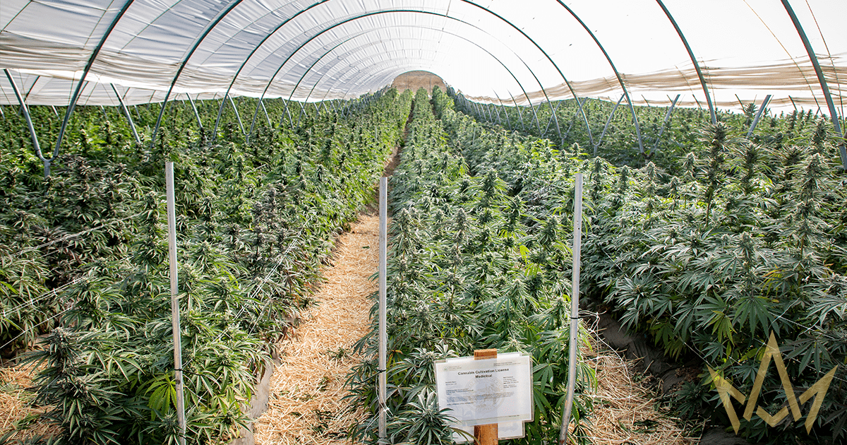 March and Ash tours Cannacraft's greenhouses