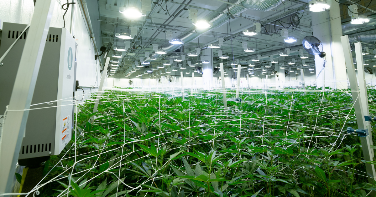 State-of-the-Art Indoor Cultivation Facilities