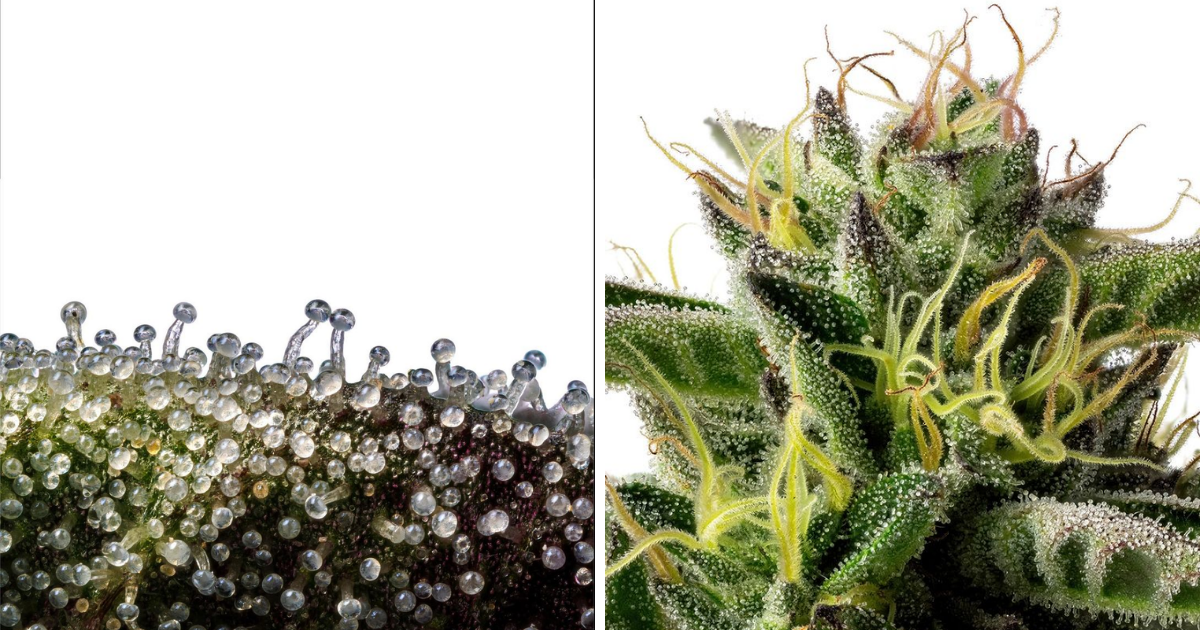 Comparing Potency of Indoor vs. Outdoor Cannabis