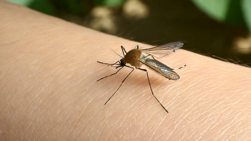 Mosquito on an arm