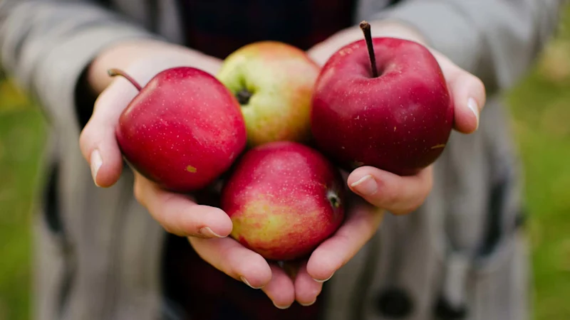 Someone holding apples in their hands