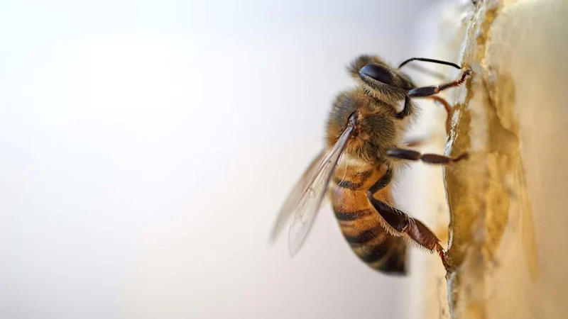 Bee climbing on honeycomb