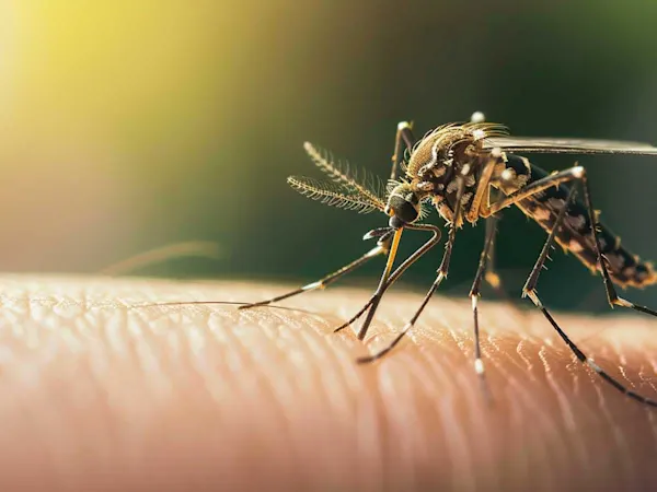 Close-up of a mosquito on an arm