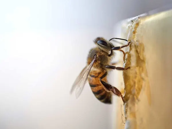 Bee climbing on honeycomb