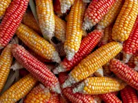 Maize corn