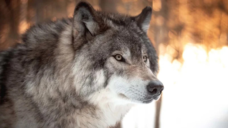An American wolf in the snow