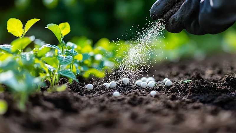 Hand spreading fertilizer