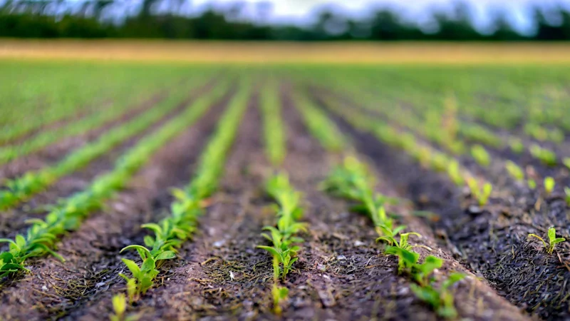Crops in a field