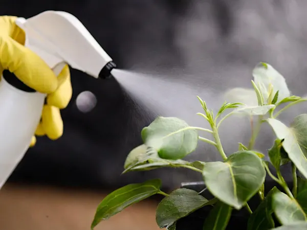 Spraying a plant