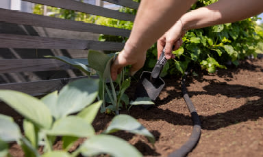 Hender planter grønne hostablader med spade ved benk, jord og vannslange.