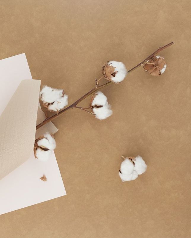 Diagonal bomullsgren med hvite bomullsboller på brun bakgrunn over lyse papirark.