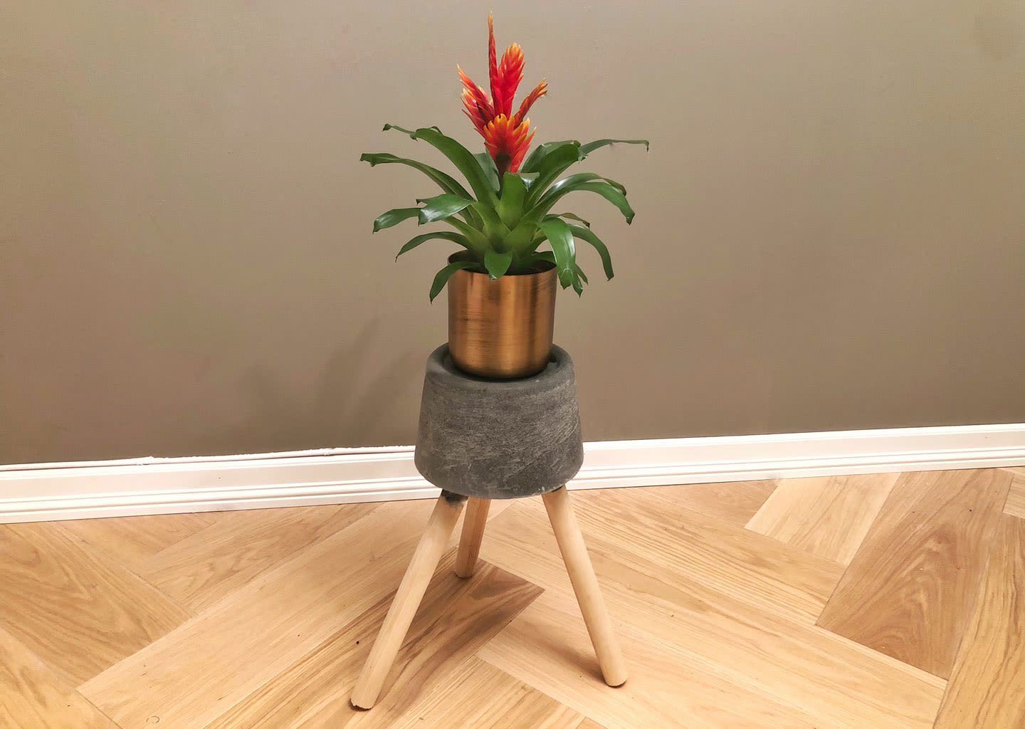 Rød-gul bromeliablomst i gullpotte på grå pall med trebein, foran beige vegg og lyst tregulv.