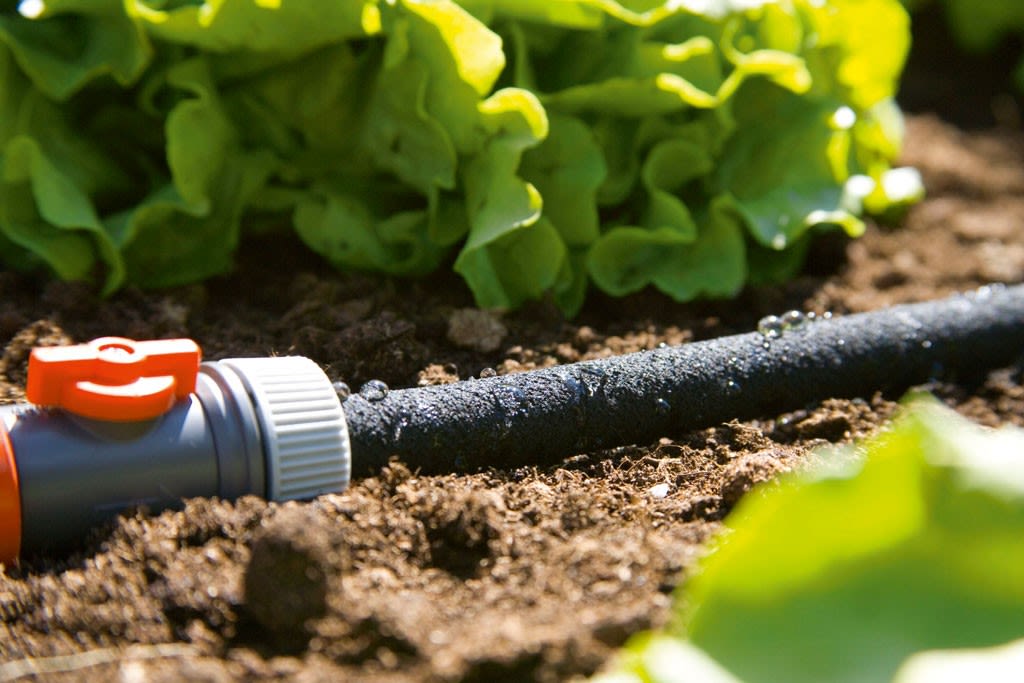 Svart dryppslange med oransje ventil og dråper ved grønt salatblad over fuktig jord.