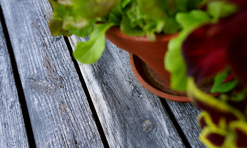 Terrakottakrukke med grønne og røde blader på slitt gråhvitt trebord