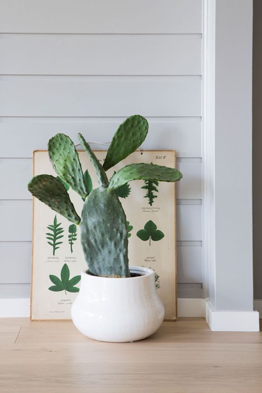 Grønn kaktus i hvit keramikkpotte foran botanisk illustrasjon på lyst tregulv og hvit vegg.