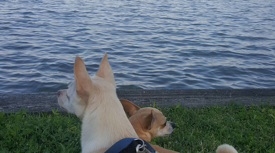 Aimee and dogs look at the water
