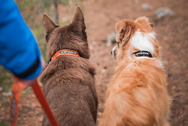 Two dogs going in the woods with Icepeak Pet collars