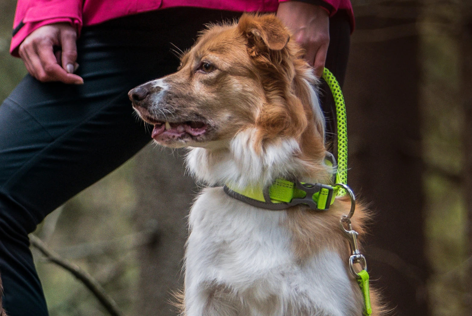 A dog with a neon yellow Icepeak Pet leash