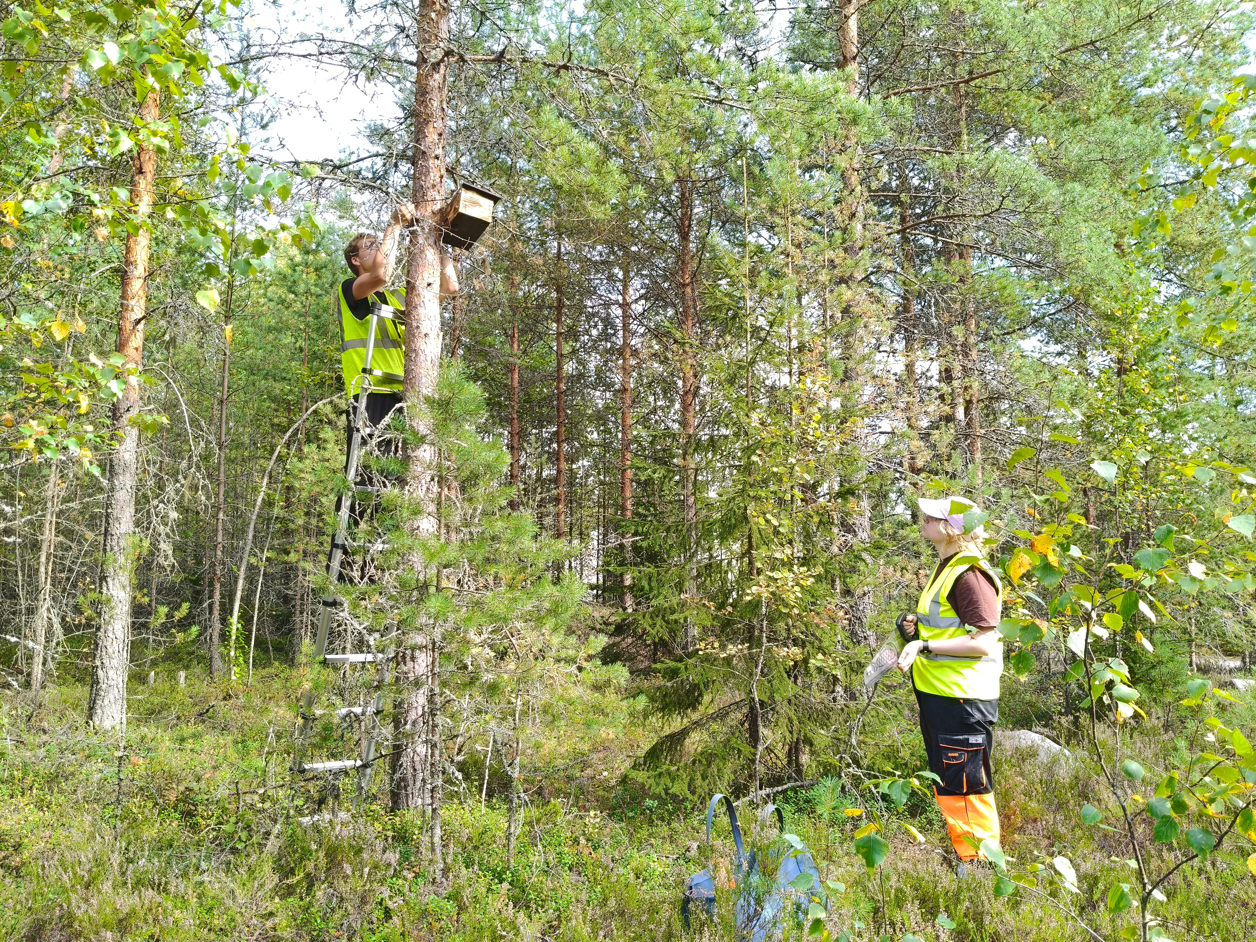 Linnunpöntöt