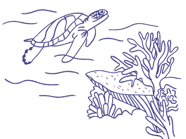 Blue line illustration of a sea turtle, coral reef, a decorative arch gate, and hands holding a camera. Blue line illustration of a sea turtle, coral reef, ornate temple gate, and hands holding a camera.