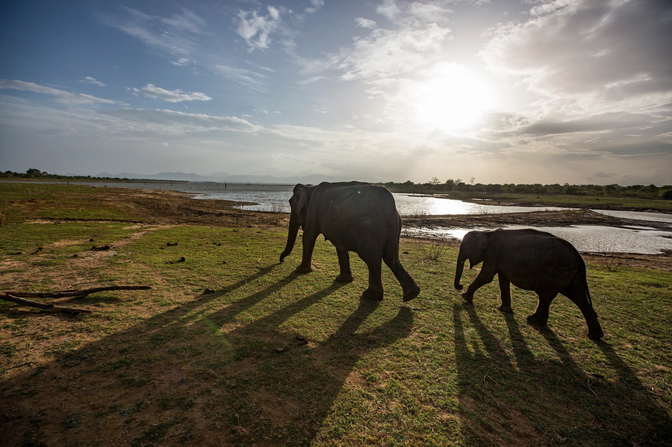 Two elephants, an adult and a calf, walk along a grassy riverbank under a bright sun casting long shadows. Two elephants, an adult and a calf, walk along a grassy riverbank under a bright sun casting long shadows.