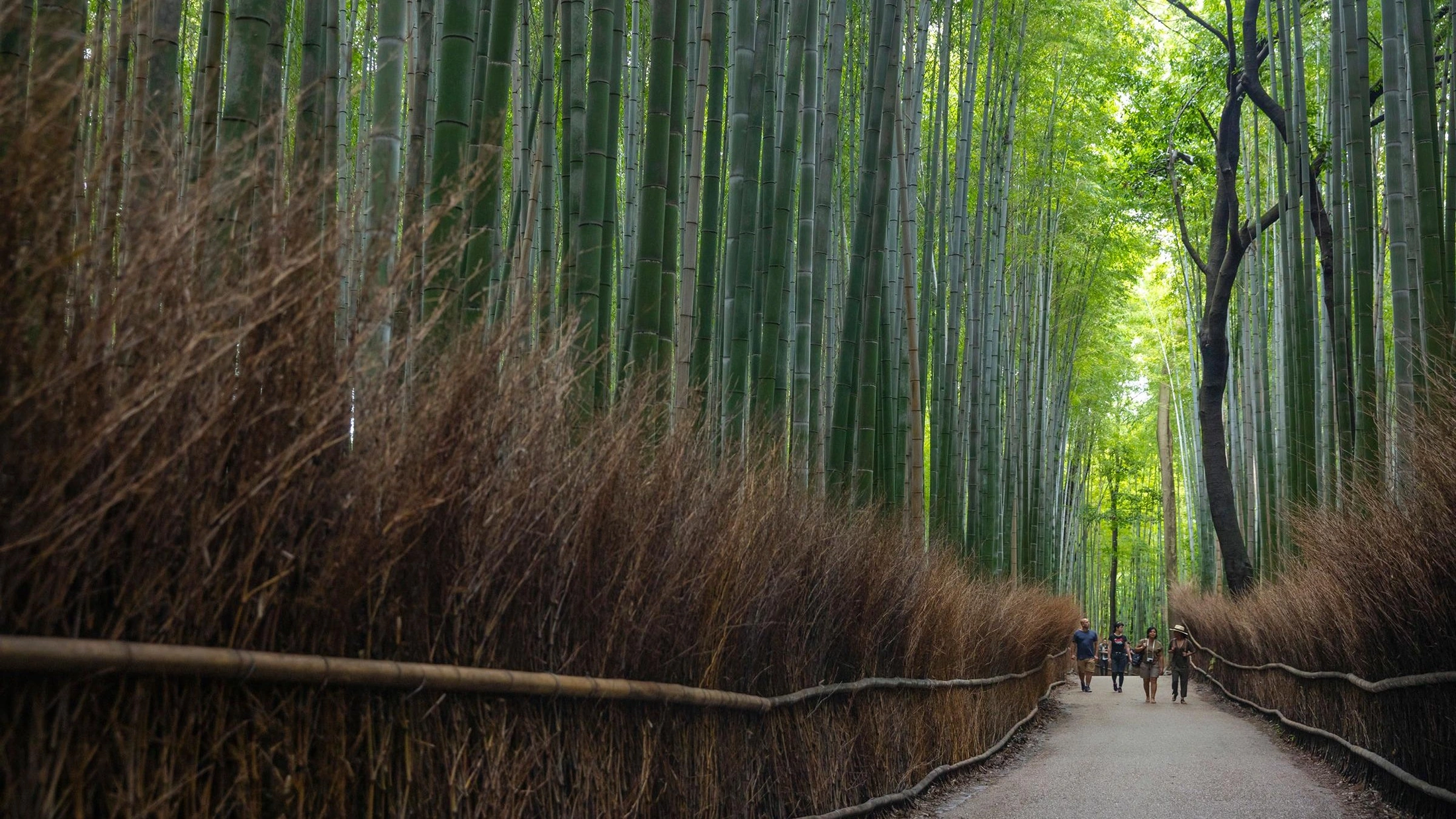 People walking along a narrow path through a tall green bamboo forest, bordered by dry brown grass and wooden fences. People walking along a narrow path through a tall green bamboo forest, bordered by dry brown grass and wooden fences.