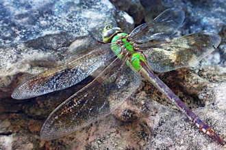 Torn Wing at the Turtle Pond